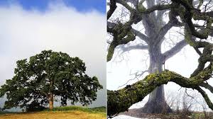 For the love of trees,