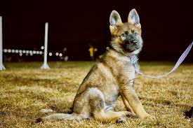 Top working line german shepherd puppies for sale. German Shepherd Breeders Share Decades Of Experience Working With Misunderstood Breed Abc News