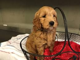 We did not find results for: Goldendoodle Poodle Miniature Mix Puppy For Sale In Austin Tx Adn 65608 On Puppyfinder Com Gender Male Age Puppies For Sale Goldendoodle Miniature Poodle