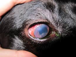 De ce plang cainii explicaţiile dresorului canin cesar milan. Daca Are Ochii Rosii Lacrimeaza Si Sunt Inflamati Ar Putea Avea Uveita