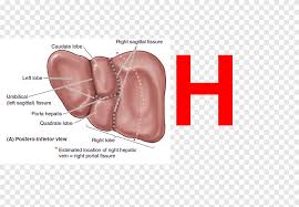 Finding it early means it's more curable. Liver Sulcus Fissure Gallbladder Anatomy Cava Face Text Png Pngegg