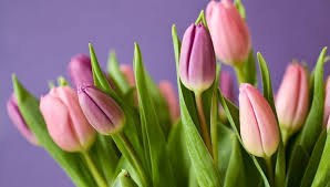 Что сказать женщинам на 8 марта; Stihi I Pozdravleniya Na 8 Marta Krasivye Korotkie I Prikolnye