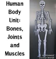 A diagram of joints and bones in the human body : Human Body Bones Joints And Muscles Simple Living Creative Learning