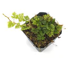 Image result for Hermannia parvula