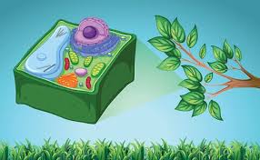 We did not find results for: Plant Cell And Green Leaf Clipart Image