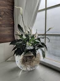 The peace lily makes a great house plant because it thrives in the indoor temperatures most people enjoy. 9 Amazing Indoor Plants That Grow In Water Plants Grown In Water Plants Water Plants Indoor
