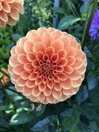 Maravillosa simetria de las plantas