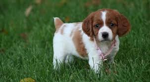 Brittany puppies for sale, brittany dogs for adoption and brittany dog breeders. 10 Things You Didn T Know About The French Brittany Spaniel