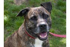 Laut polizei riss sich der hund am dienstagabend auf einer straße von seinem besitzer los. Pitbull Mischlinge Kleinanzeigen Kaufen Verkaufen Bei Deinetierwelt
