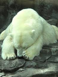 Nighty Night Ksl Photo Omaha Zoo Trips I Want To Take Omaha Zoo Zoo Coupons Zoo Pictures