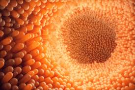 It is diagnosed in about 3,900 victorians and over 15,000 a polyp looks like small spots on the bowel lining or like cherries on stalks. Bowel Cancer Signs And Symptoms Revisited Direct Endoscopy