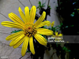 Image result for Euryops chrysanthemoides