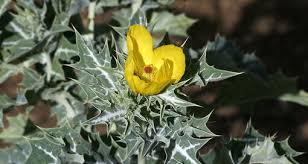 Image result for Papaveraceae