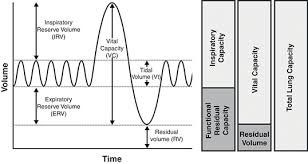 Image result for Functional Residual Capacity
