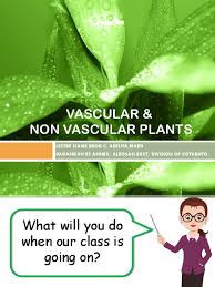 What makes you draw your conclusion?to answer this, find information about the habitat , height, structure, and behavior of a cactus. Vascular And Non Vascular Plants Plant Stem Moss