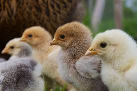 Be sure to browse our selection of chicken books and breed standard books to help you with your new chicks! Baby Chicks 201 They Grow Up So Fast Earth Eats Real Food Green Living Indiana Public Media