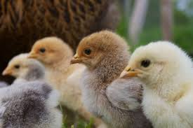 They require a light level of 7 or more to spawn and are found in groups of two to four.‌be only Baby Chicks 201 They Grow Up So Fast Earth Eats Real Food Green Living Indiana Public Media