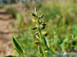 Image result for Crotalaria parvula