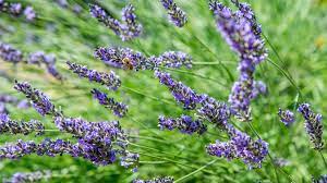 She was longing to tell matilda about her plan of battle. How To Grow Lavender