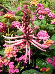 Image result for Eriosema cordatum