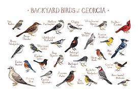 Birds Of North America Poster Amazon Amazon Com Backyard Birds Of Georgia Field Guide Art Print Handmade