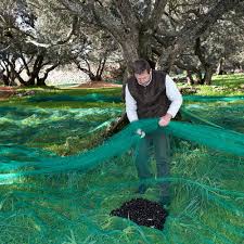 L Huile D Olive De Corse Aop