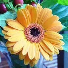 Flowering Indoor Plants Like Gerbera Daisies Help To Detox The Air In Your Home Or Office Flowers Indoor Flowering Plants Beautiful Flowers