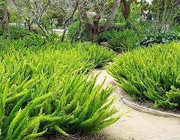 San Marcos Growers Products Plants Another Image Plants Hedging Plants Shade Plants
