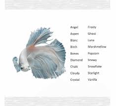 160 Best Betta Fish Names For Your Fiery Friend Fishkeeping World