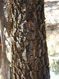 Image result for Acacia mangium