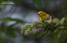 Tansa Nature Trail Wild Life Wildlife Nature Trail Wildlife Wildlife Sanctuary