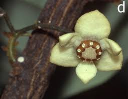 Image result for Monanthotaxis poggei