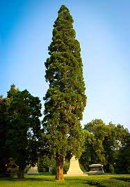 Transplanting and care instructions included. California Incense Cedar Trees For Sale Online The Tree Center