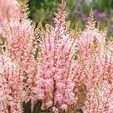 Astilbe Look At Me From Dutch Bulbs For Back Along Fence Astilbe Astilbe Japonica Bulb Flowers