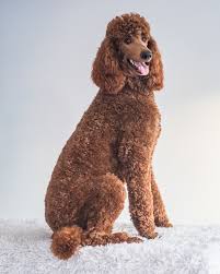 We currently use a 5 on peggy's legs and body. Poodles Don T Shed Well Sorta The 411 On Poodle Coats Galavanting Poodles