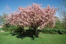 How Big Do Cherry Trees Get Home Guides Sf Gate