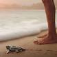 FILM: Turtle Walker event image