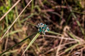 Image result for Cyperus obtusiflorus