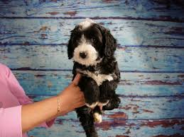 Click to view the available australian, & toy labradoodles puppies for sale, from the trusted breeders at danmar labradoodles. Labradoodle Colours And Patterns Explained Van Isle Labradoodles