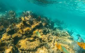 Just got back from john pennekamp. John Pennekamp Coral Reef Florida State Park Wesley Adventures