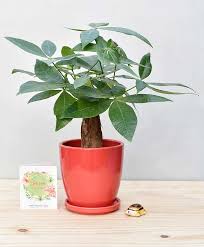 The braided trunk acts as a cage to trap the money as the leaves fall off. Ceramic Oval Pot Red With Exotic Money Tree Pachira Aquatica