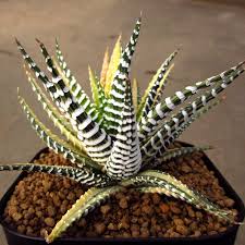 Aquí tienes 7 trucos y consejos para saber cómo identificar suculentas y cactus. Descubriendo Las Suculentas Guia De Variedades Y Aplicaciones