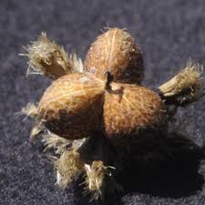 Image result for Tragia okanyua