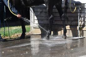 L Engorgement Chez Le Cheval Nacricare
