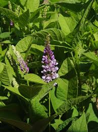 Image result for Argyrolobium macrophyllum