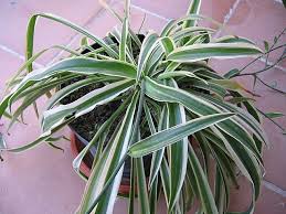 Image result for Chlorophytum hirsutum