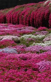 Moss Flox Phlox Flowers Moss Phlox Flower Garden