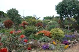 Vaughan S Australian Plants Australian Native Garden Australian Garden Australian Plants