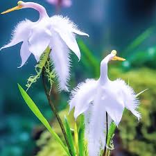 Image result for Habenaria magnirostris