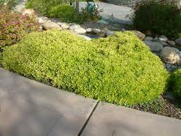 The species can grow six to fifteen feet, but wheeler's dwarf' gets only to three feet and about five feet wide. Pittosporum Tobira Wheeler S Dwarf